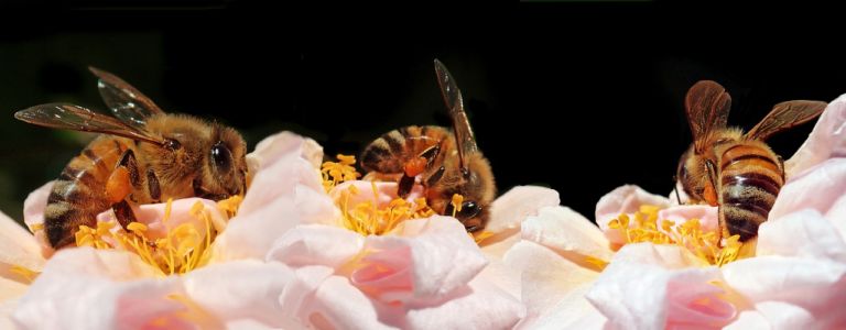 5 articoli per salvare gli insetti