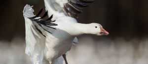 Ray hennessy ZvMYYmjpJfg unsplash