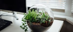 Come costruire un terrarium fai da te