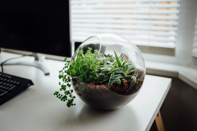 Come costruire un terrarium fai da te