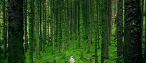 Immergersi nella natura con la medicina forestale