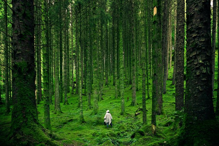 Immergersi nella natura con la medicina forestale