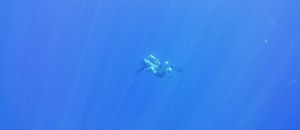 Sdss blue