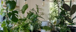 Le piante migliori per ogni stanza della nostra casa