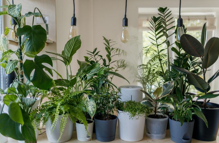 Le piante migliori per ogni stanza della nostra casa