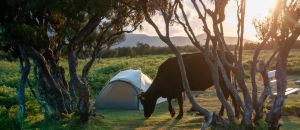 Visitare Madeira in tenda