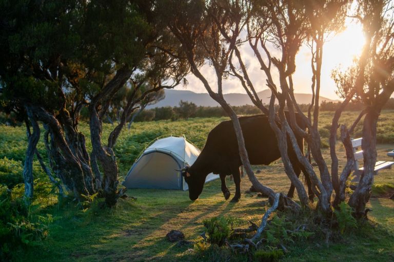Visitare Madeira in tenda