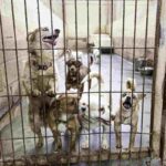 Bimba va in canile per adottare un cagnolino