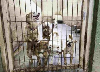 Bimba va in canile per adottare un cagnolino