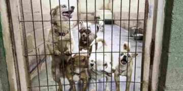 Bimba va in canile per adottare un cagnolino