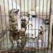 Bimba va in canile per adottare un cagnolino