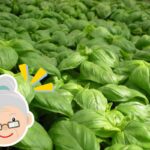 Basilico, mia nonna mi ha svelato il suo segreto