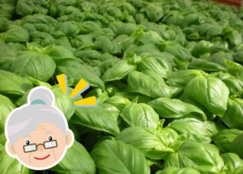Basilico, mia nonna mi ha svelato il suo segreto