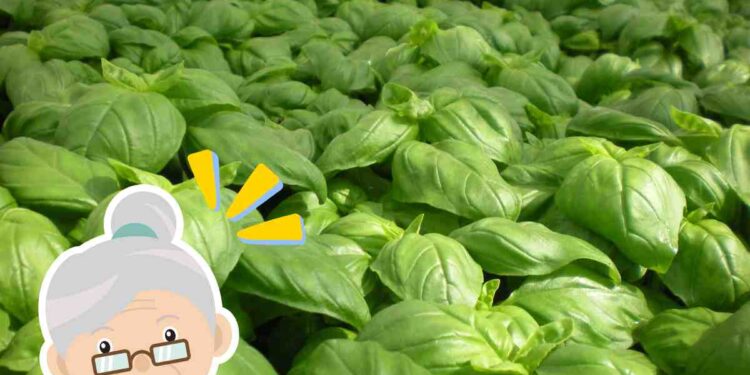 Basilico, mia nonna mi ha svelato il suo segreto