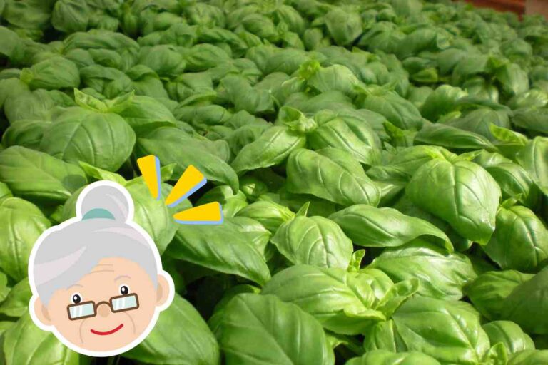 Basilico, mia nonna mi ha svelato il suo segreto