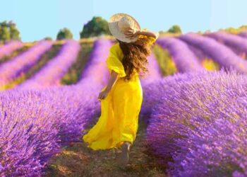 campo di lavanda italia