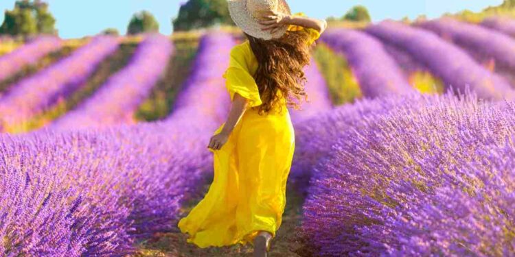 campo di lavanda italia