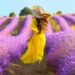 campo di lavanda italia