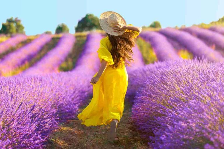 campo di lavanda italia
