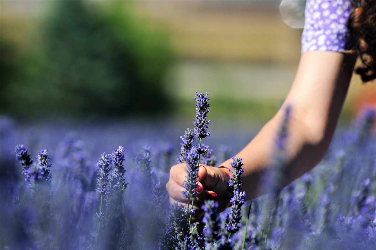 campo di lavanda padova