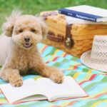 cane su telo con libro