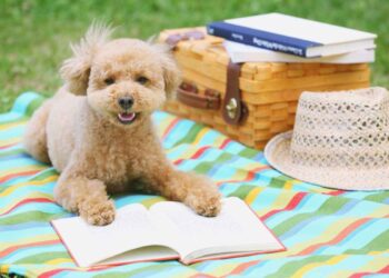 cane su telo con libro