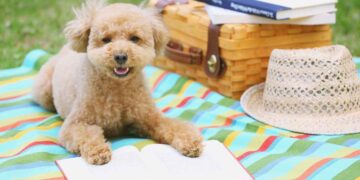 cane su telo con libro