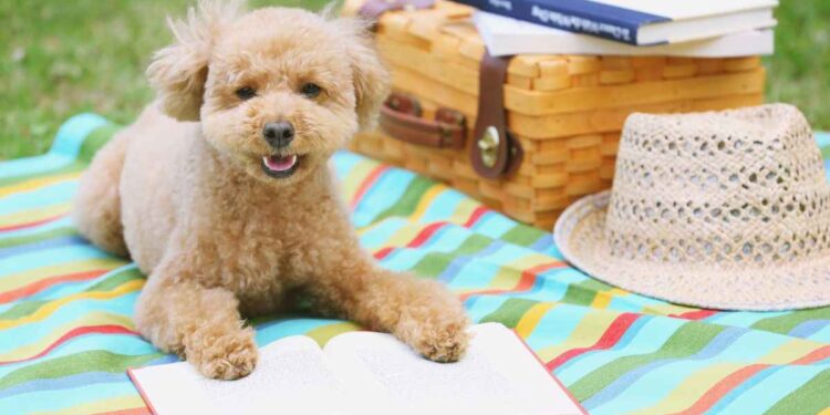 cane su telo con libro