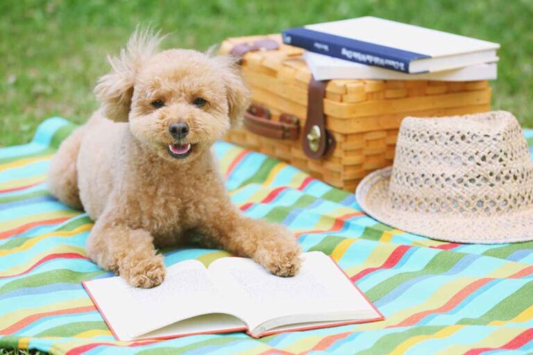 cane su telo con libro