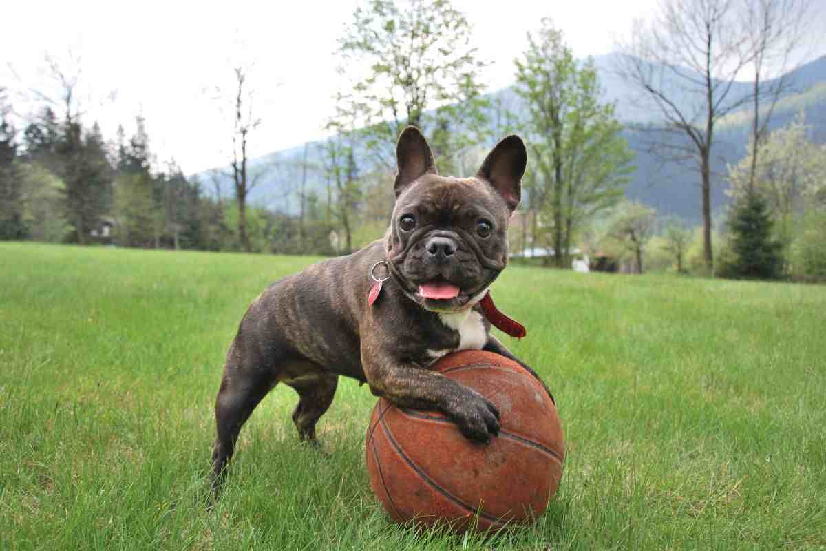 Cane che gioca