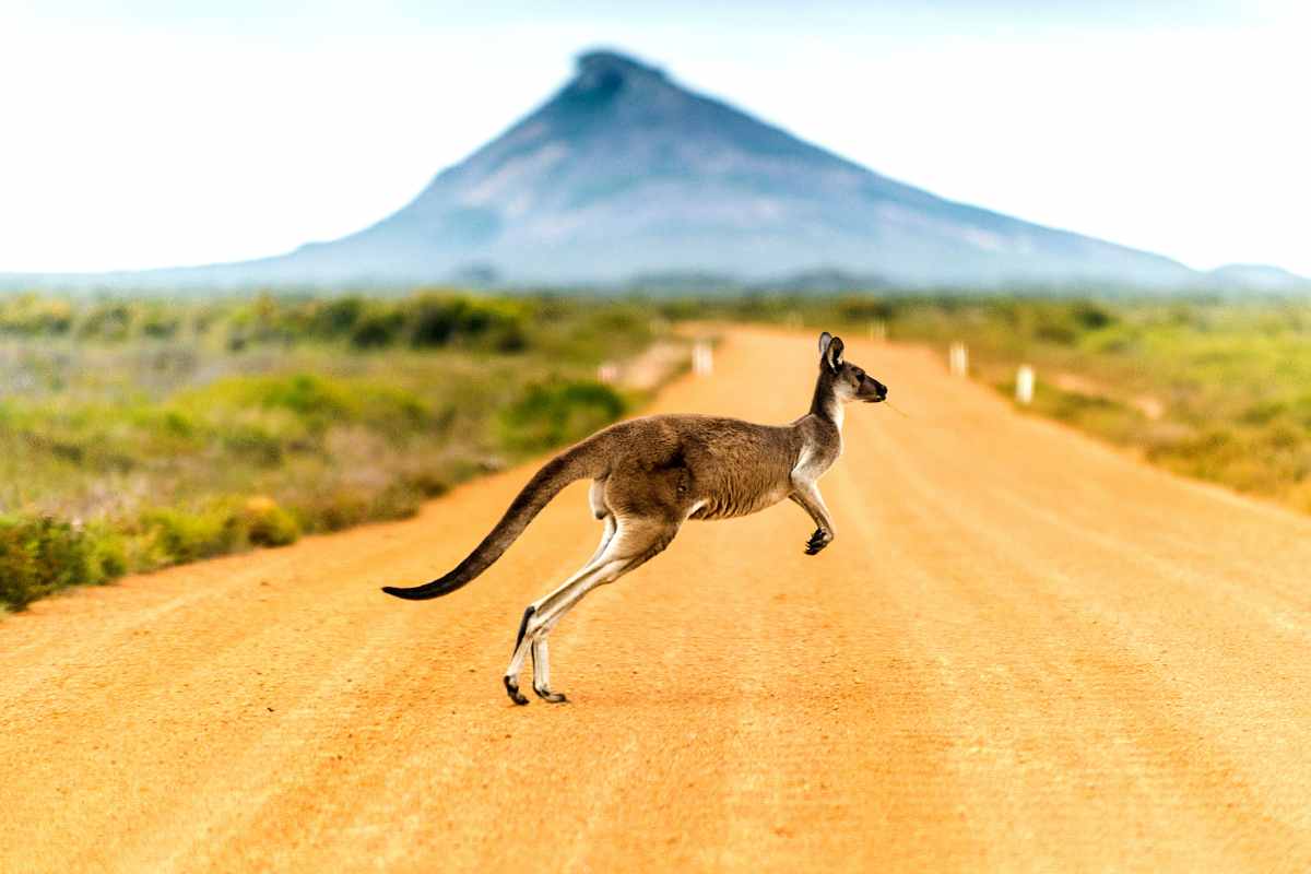 Vitto e alloggio gratis in Australia se ti prendi cura dei canguri