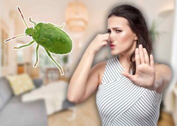 cimici asiatiche italia