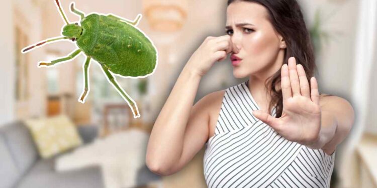 cimici asiatiche italia