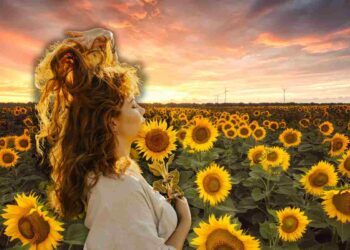 campi di girasoli dove andare