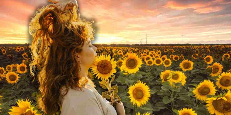 campi di girasoli dove andare