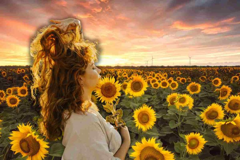 campi di girasoli dove andare