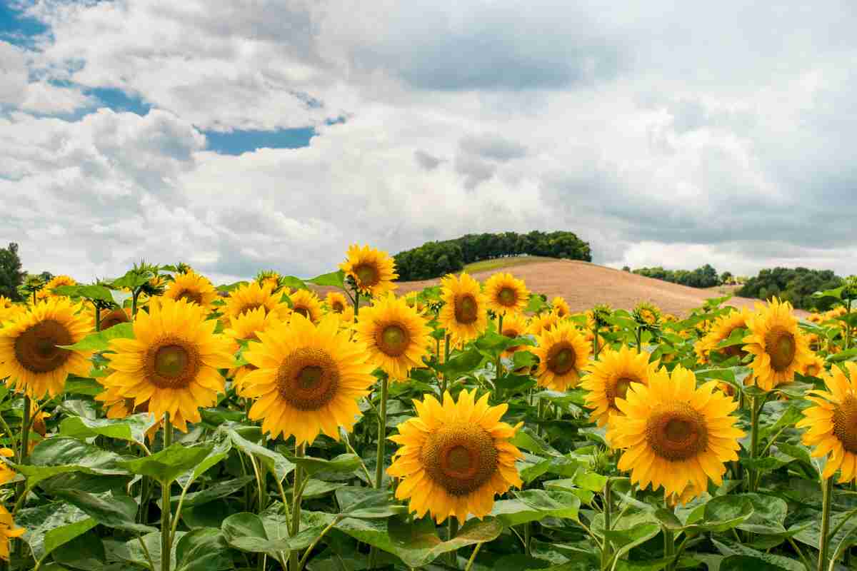 campi di girasoli in italia