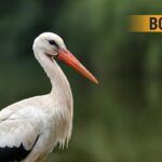 Bonus cicogna, dettagli
