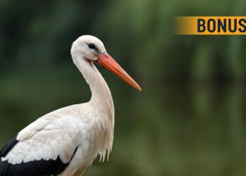 Bonus cicogna, dettagli