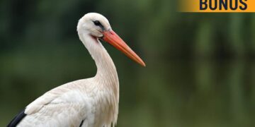 Bonus cicogna, dettagli