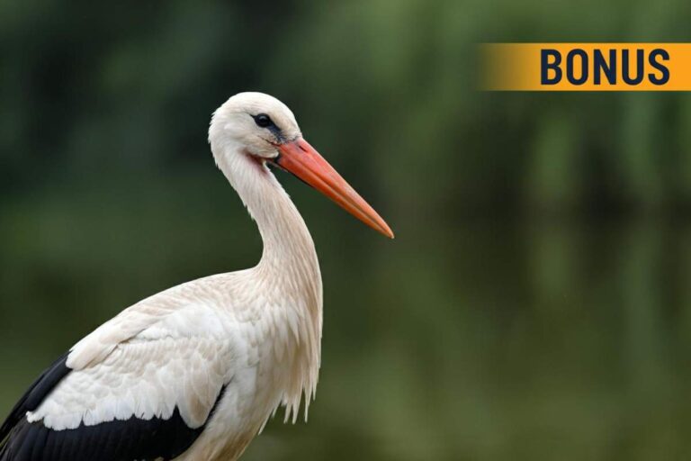 Bonus cicogna, dettagli