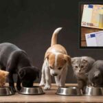 Cibo animali domestici