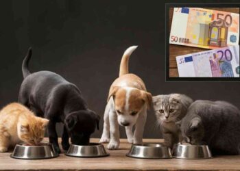 Cibo animali domestici