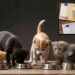 Cibo animali domestici