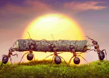 Casa invasa dalle formiche: il trucco per liberarti definitivamente