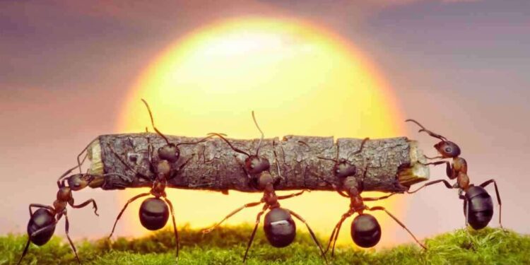 Casa invasa dalle formiche: il trucco per liberarti definitivamente