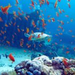 Mar Rosso express: sole garantito e spiagge