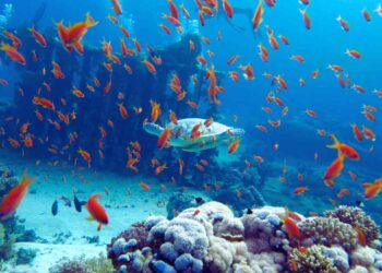 Mar Rosso express: sole garantito e spiagge