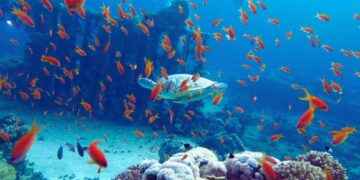 Mar Rosso express: sole garantito e spiagge