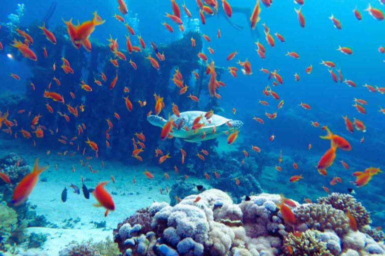 Mar Rosso express: sole garantito e spiagge